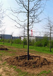 2010w25 - boom met gietrand GIF